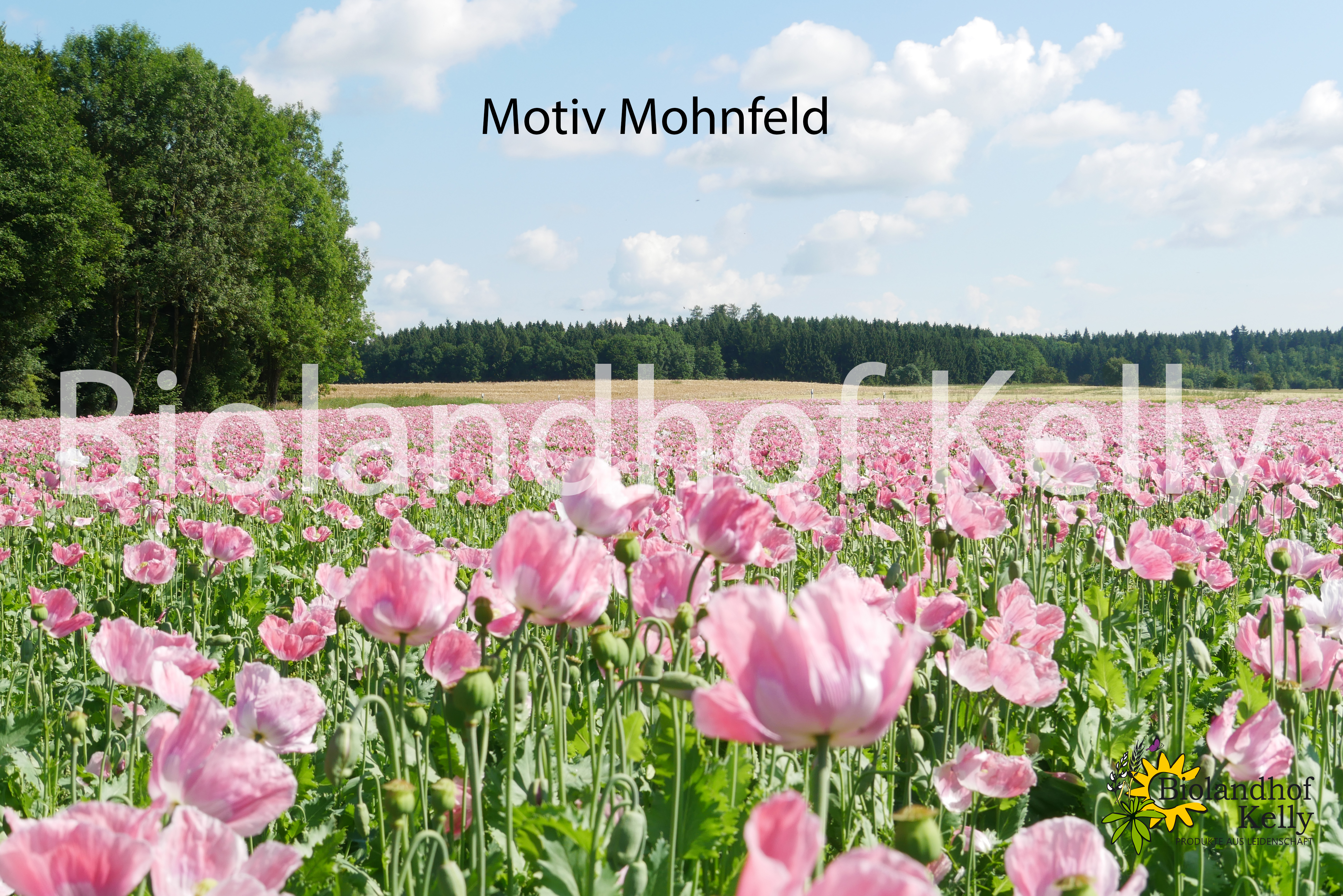 Mohnfeld